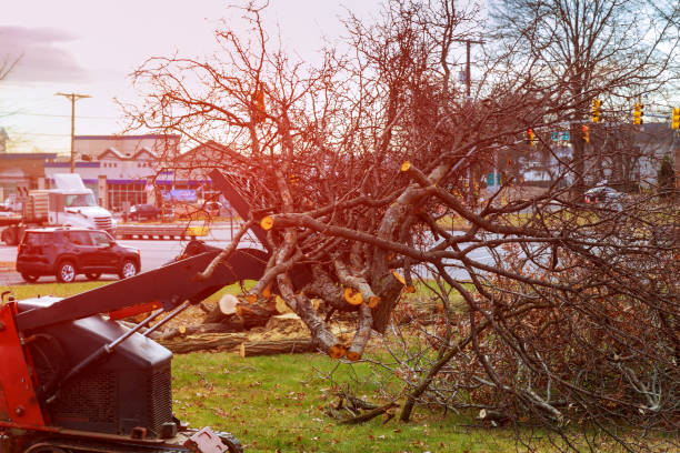 Best Tree Disease Treatment  in Lynchburg, TN