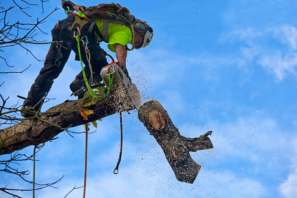 Reliable Lynchburg, TN Tree Care Solutions