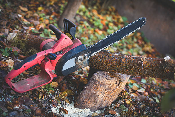How Our Tree Care Process Works  in  Lynchburg, TN